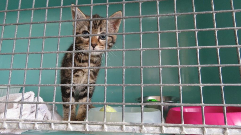 Belfort : un couple qui avait congelé une quinzaine de chatons échappe à la prison