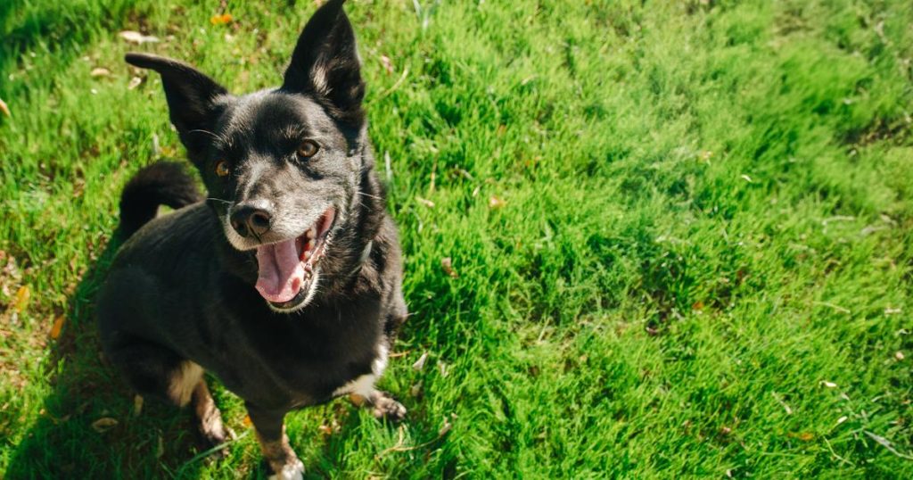 Amalka, la chienne qui avait disparu depuis neuf jours à l’aéroport de Roissy, a été retrouvée