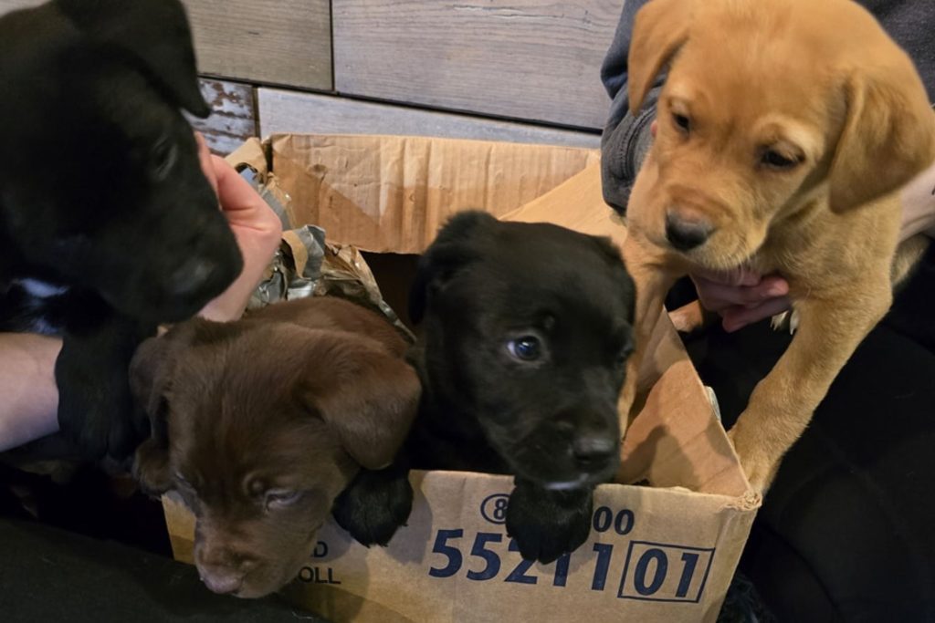 Puppies dumped outside shelter
