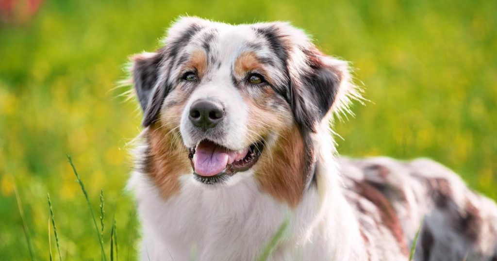 Chiens et chats : quelles sont les races préférées des Français en 2024 ?