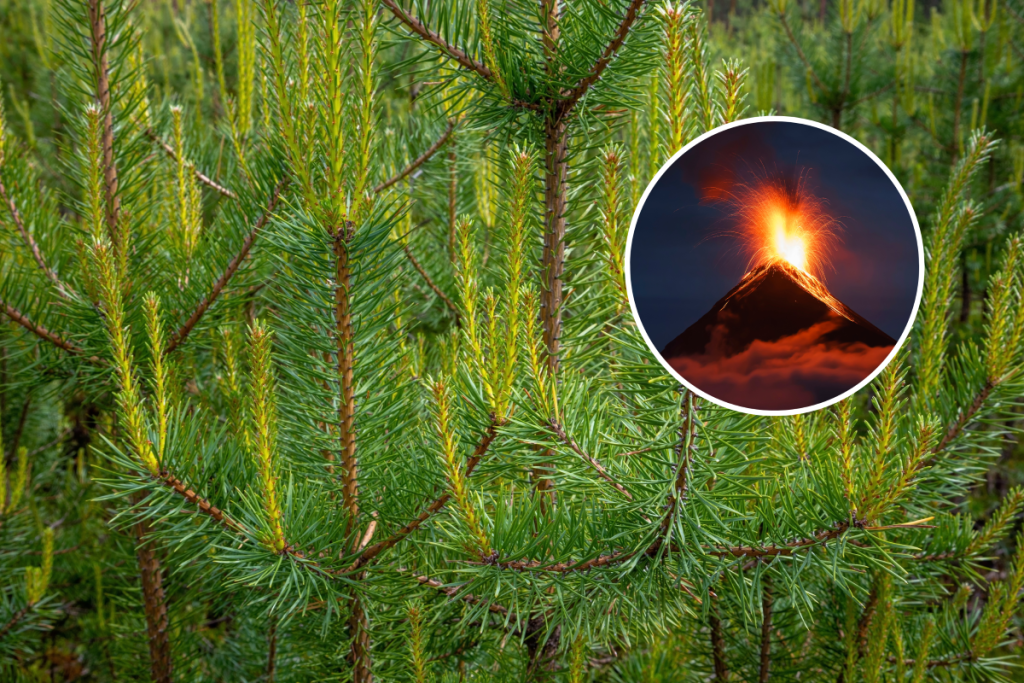 Pine tree and eruption
