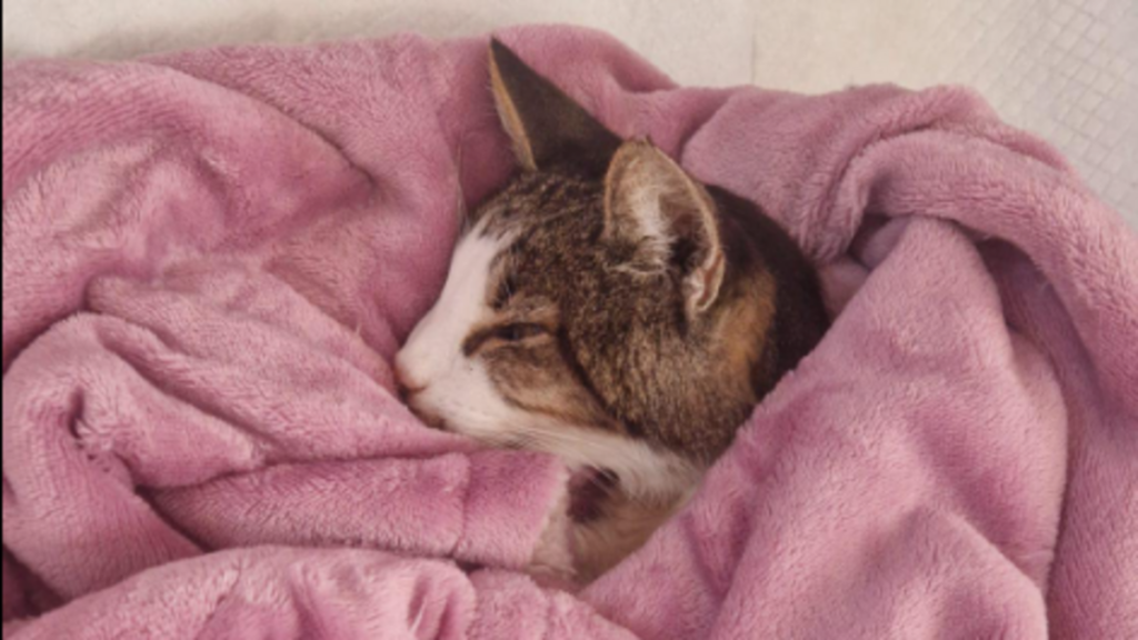 « D’émotions, il a déclenché une crise d’épilepsie » : un chat retrouvé 15 ans après meurt dans les bras de ses propriétaires