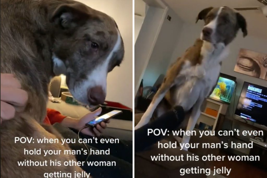 Dog interferes with hand holding