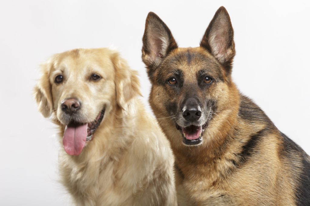 golden retriever and German shepherd
