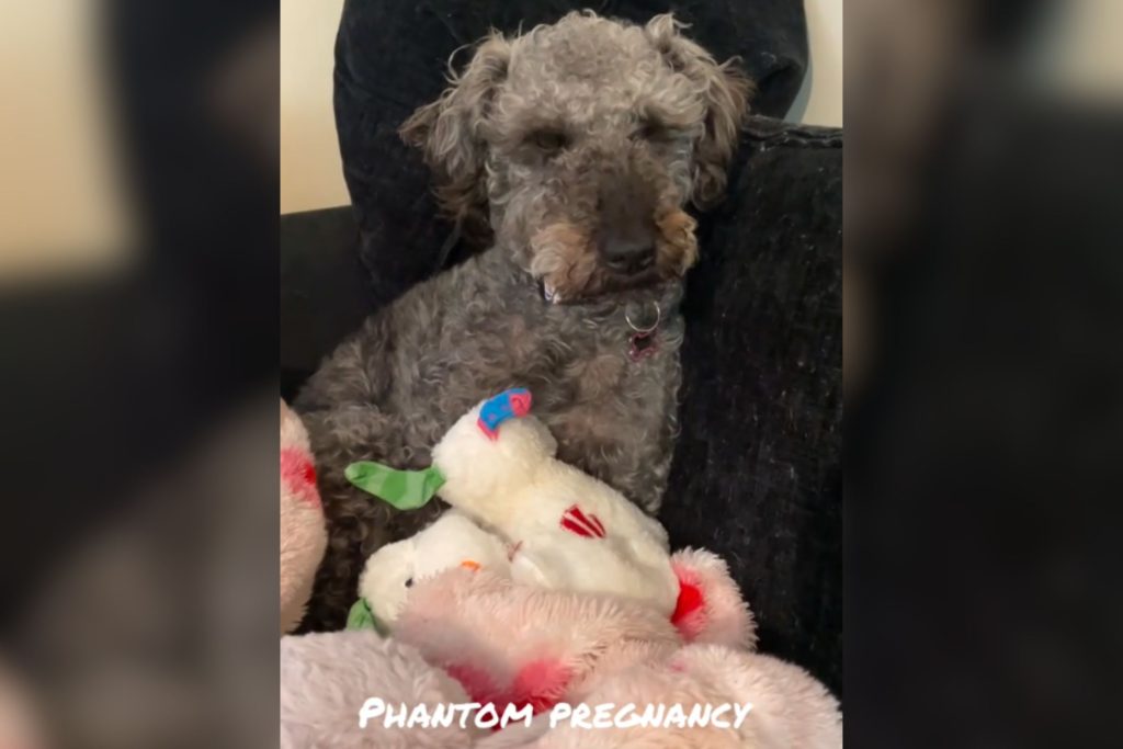 Female dog with stuffed animals