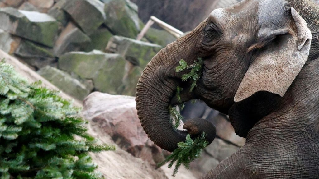 « Ils ne sont pas humains » : les éléphants d’un zoo ne peuvent pas demander leur libération, selon la justice américaine