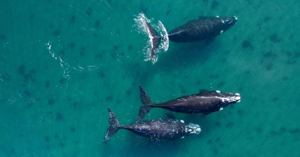 Le secret de l’extraordinaire longévité des baleines