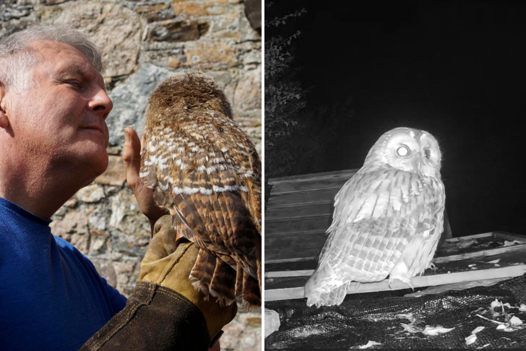 Mark Foden and Owl