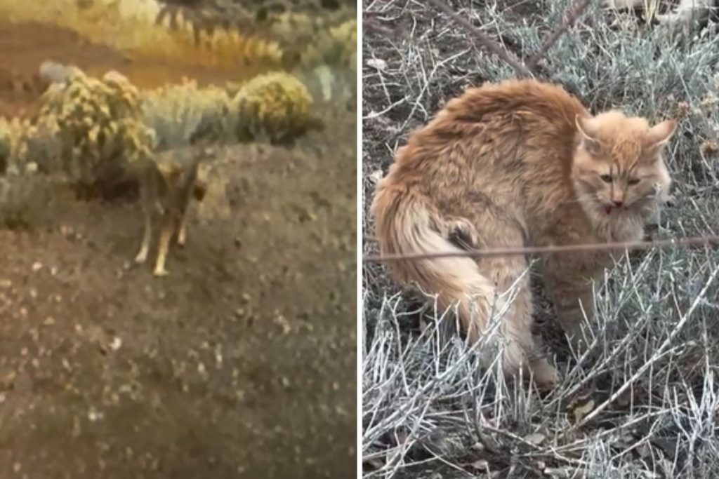 Coyote attacks cat