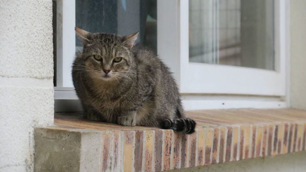 « On ne l’avait jamais revu » : un chat retrouvé vivant dans l’Ain… 11 ans après sa disparition
