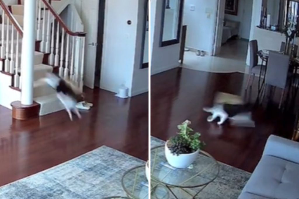 Cat running with bag