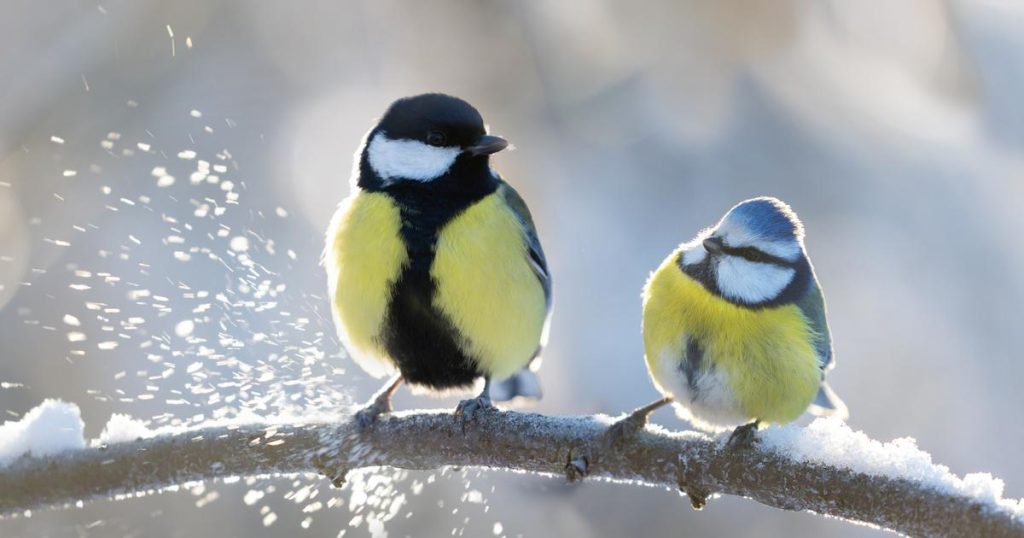 Participez au recensement des oiseaux ce week-end