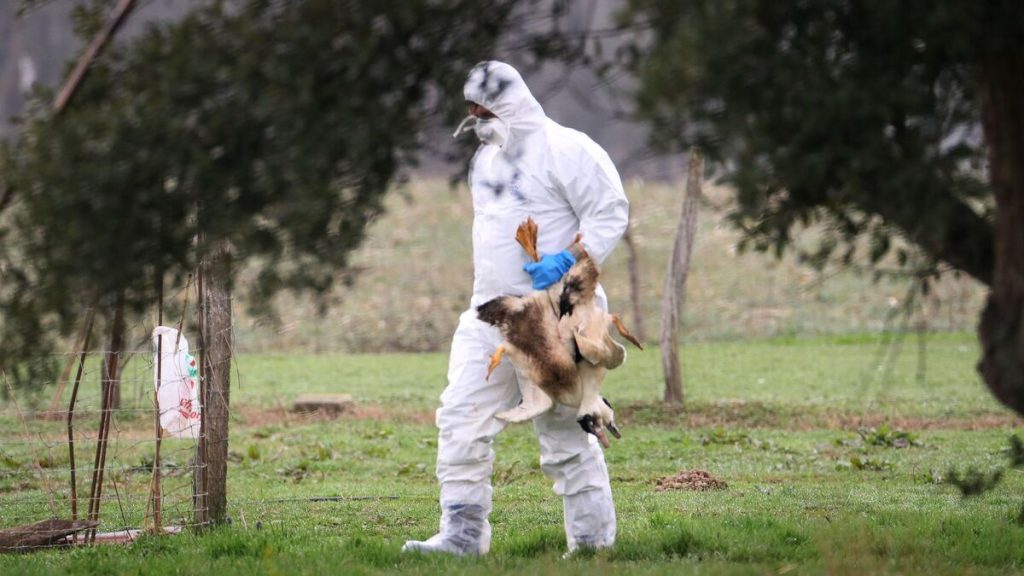 Royaume-Uni : un cas humain de grippe aviaire détecté après un contact proche avec des oiseaux infectés