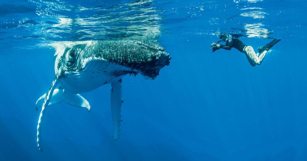 Salon de la plongée : immersion dans le sillage des baleines à bosse