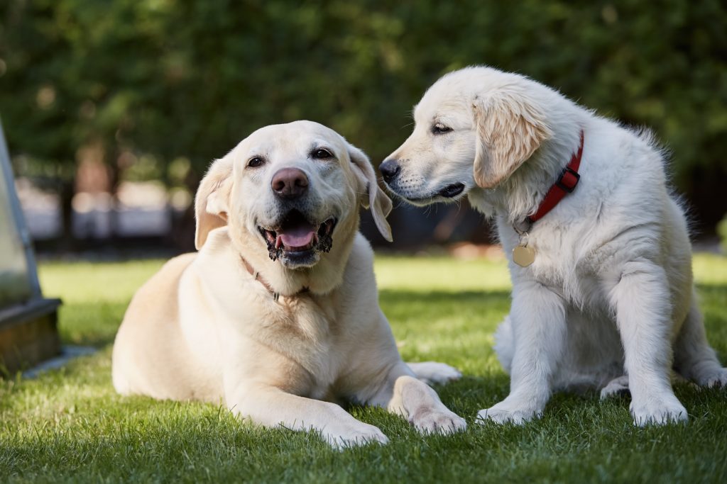 Two Golden Retrievers Sit Outside On Grass