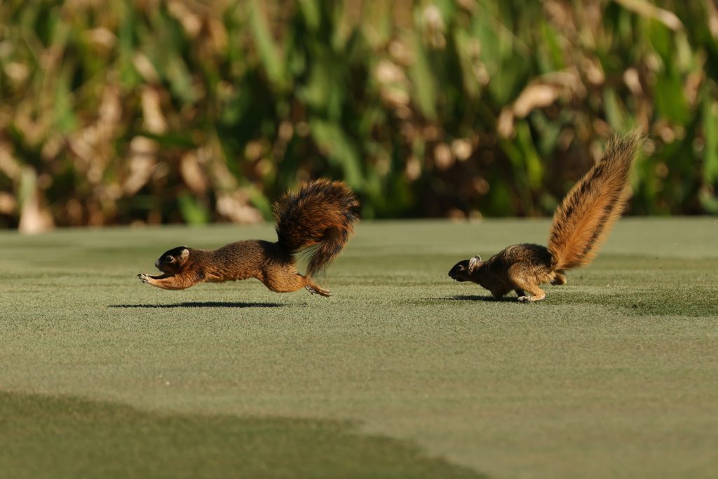 Squirrel