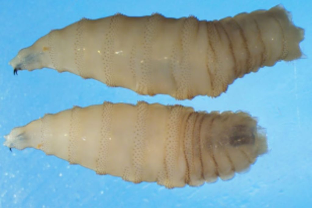 New World Screwworm