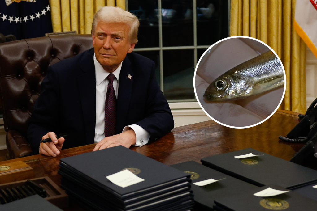 Trump and Fish