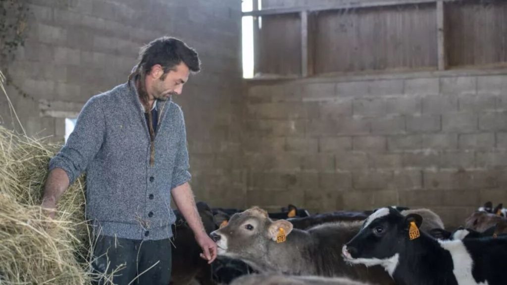 Tuberculose bovine : cet éleveur de Haute-Vienne demande réparation après une erreur de diagnostic