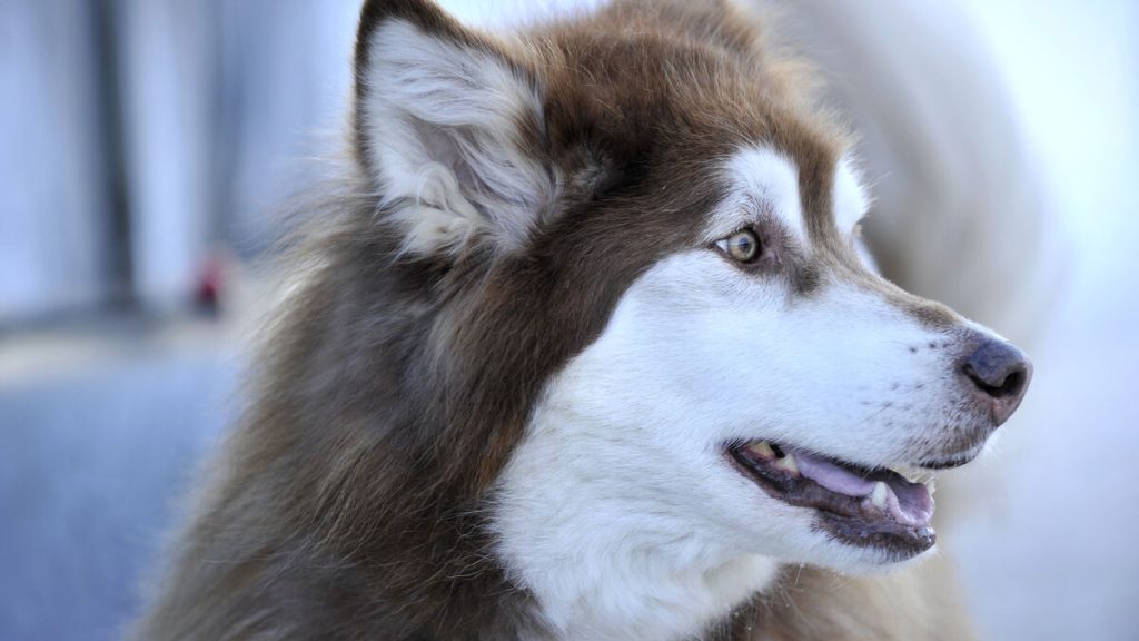 Un enfant de 7 ans meurt après avoir été attaqué par cinq chiens dans l’élevage familial en Belgique