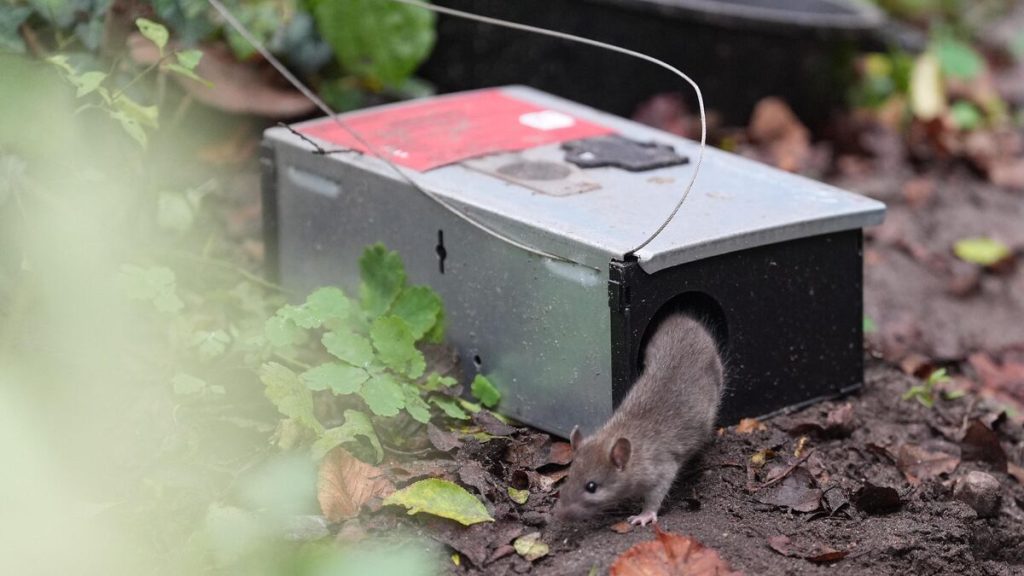 À la Saint-Valentin, donnez le nom de votre ex à un rat pour nourrir une chouette menacée… l’initiative inattendue d’un parc canadien