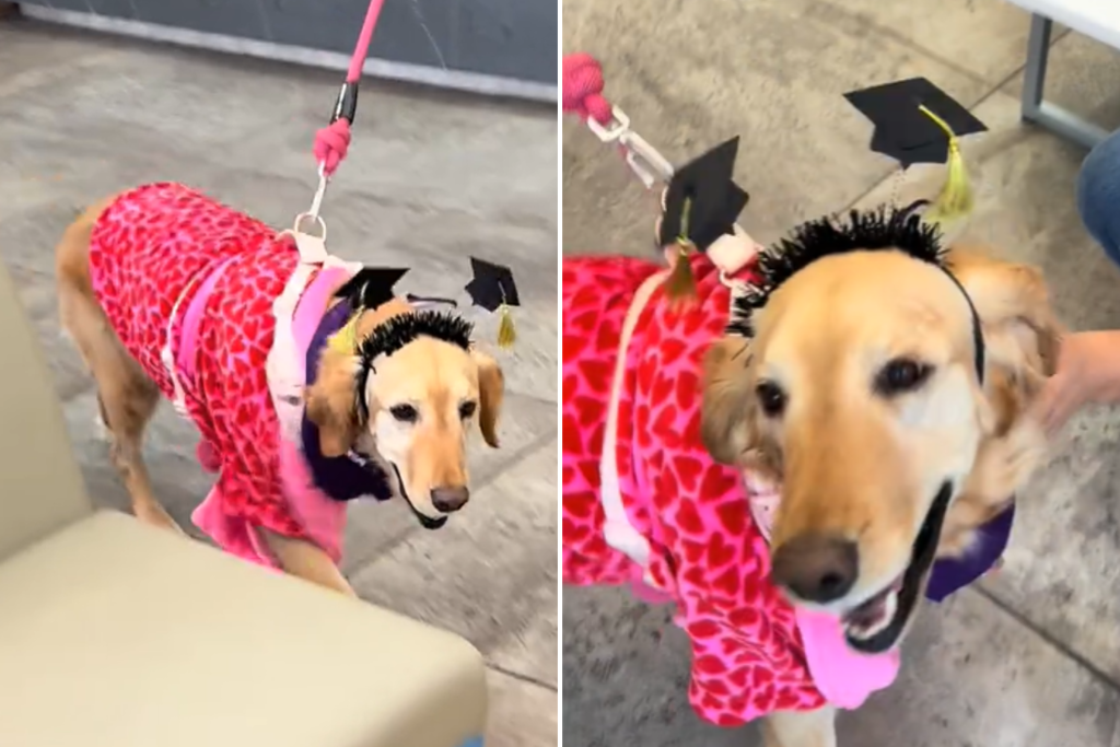 Dog finishes chemo
