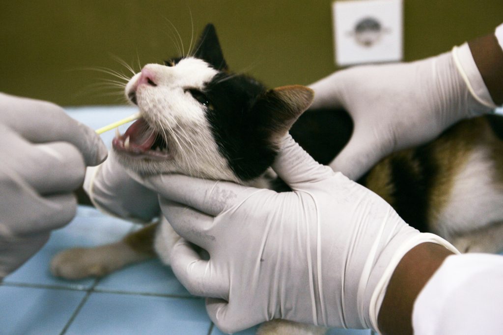 Bird flu cat
