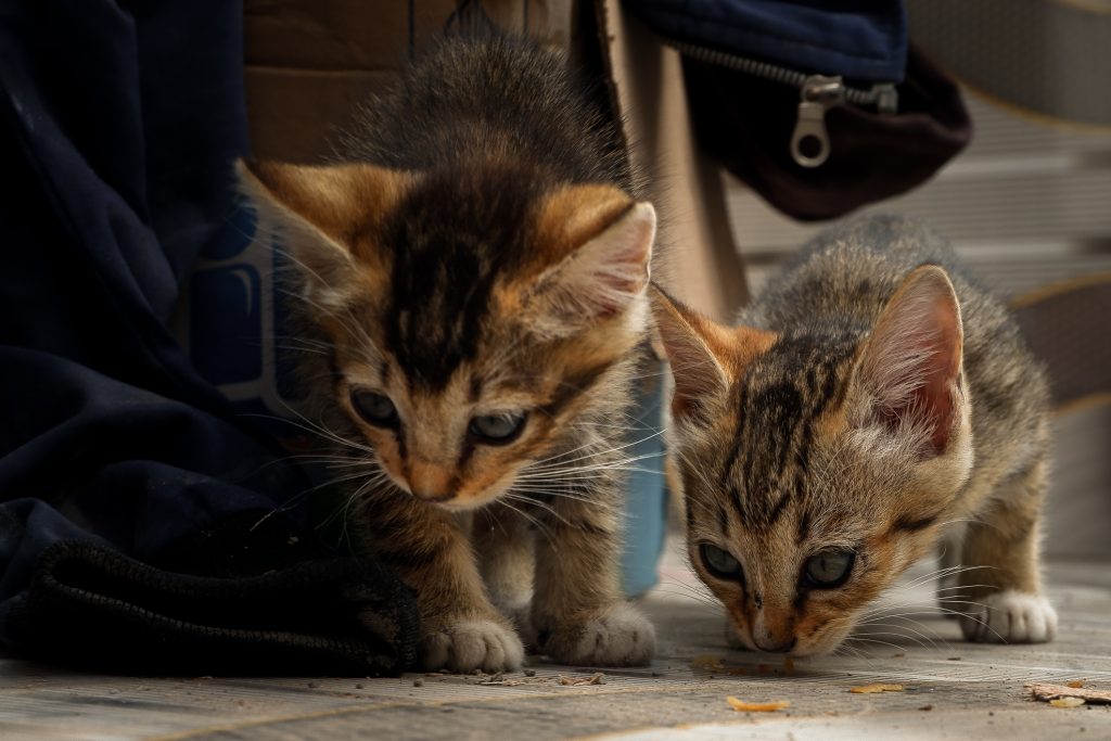 Stock image of kittens.
