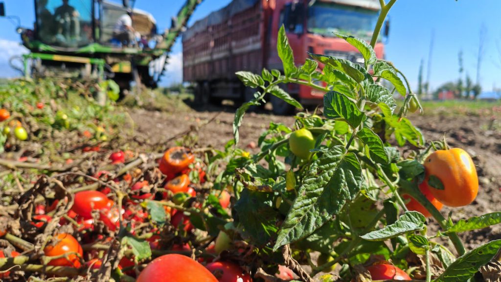 C’est quoi cette « polémique de la tomate », qui tend les relations entre la France et le Maroc au Salon de l’agriculture