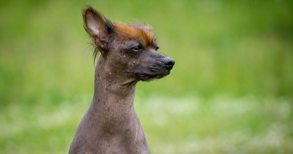 Chien nu du Pérou : caractère, santé et prix