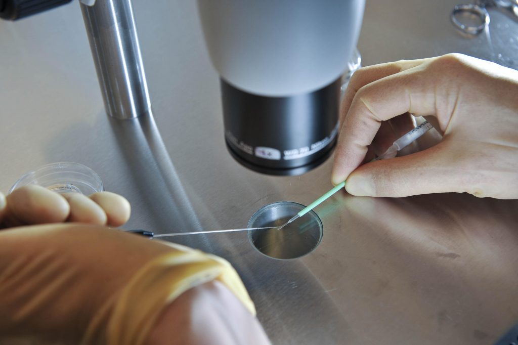 Embryos Ready to Be Frozen During IVF