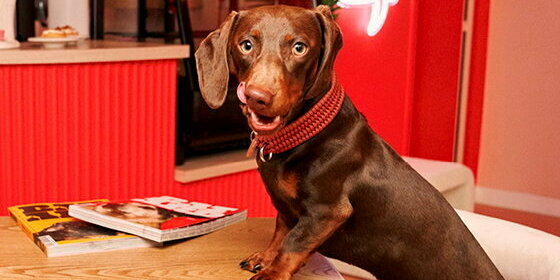 Colliers Gucci, manteaux Vuitton : la mode s'empare des chiens
