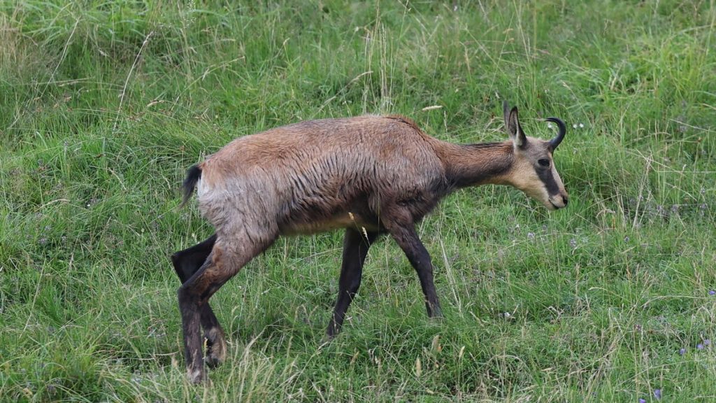 Dans le massif des Vosges, les chamois accusés de menacer la flore
