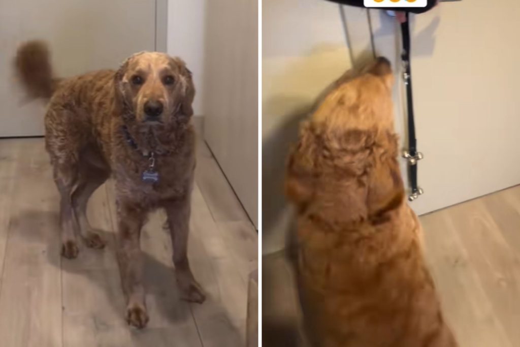 Dog begging to greet friend