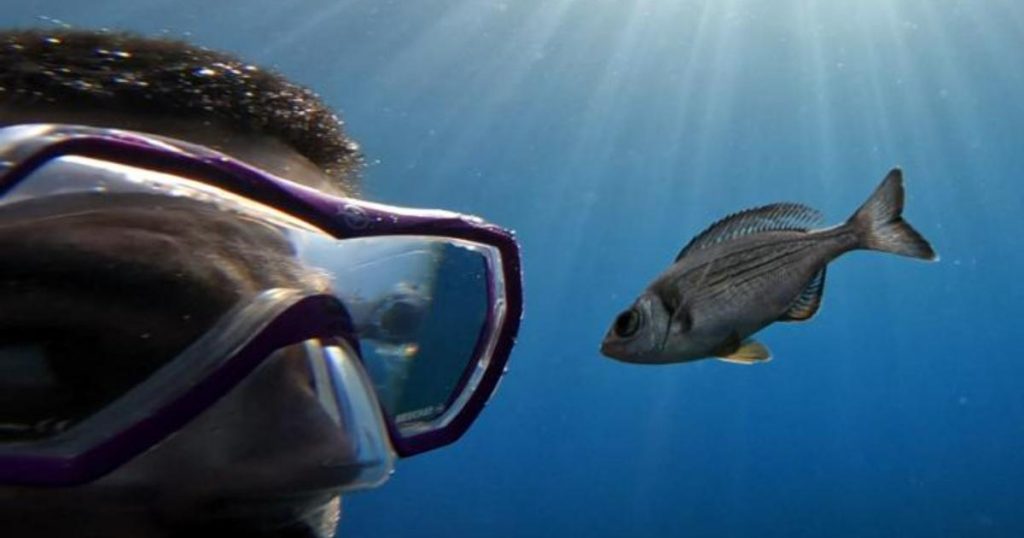 Dorades grises et oblades: ces poissons qui peuvent reconnaître les plongeurs