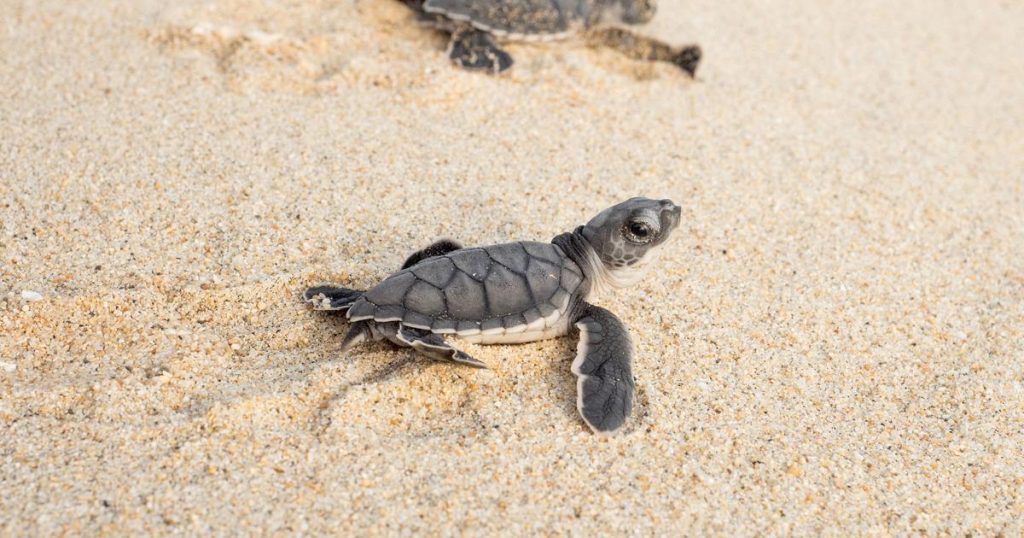 En Australie, l’improbable «baby-boom» des tortues de mer