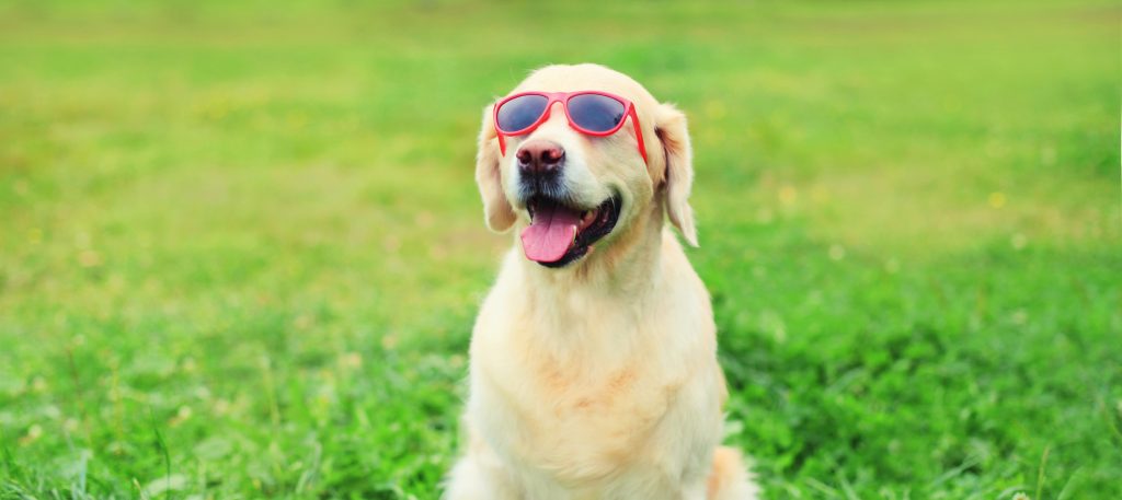 Dog wearing sunglasses