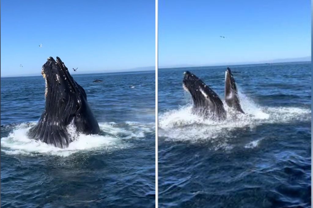 Humpback while sighting in Monterey Bay, California.