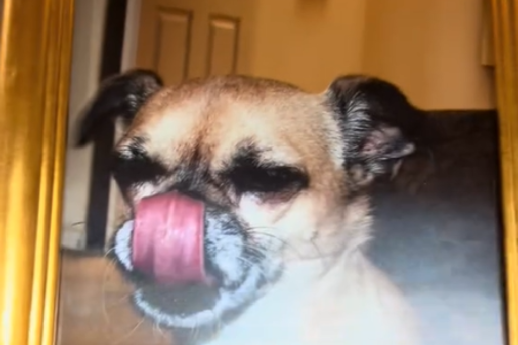 Photo of a dog at thrift store