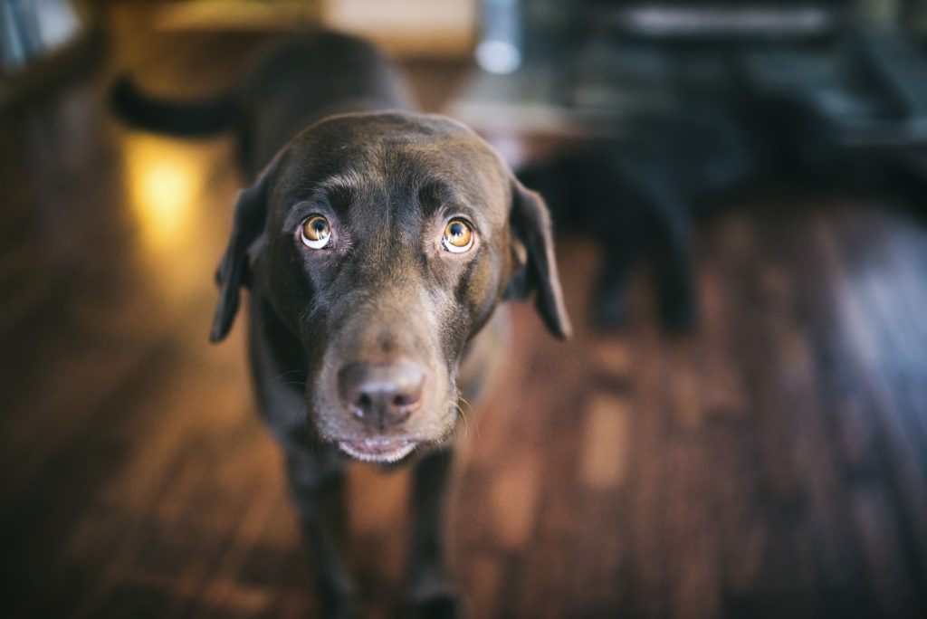 Chocolate Labrador confused
