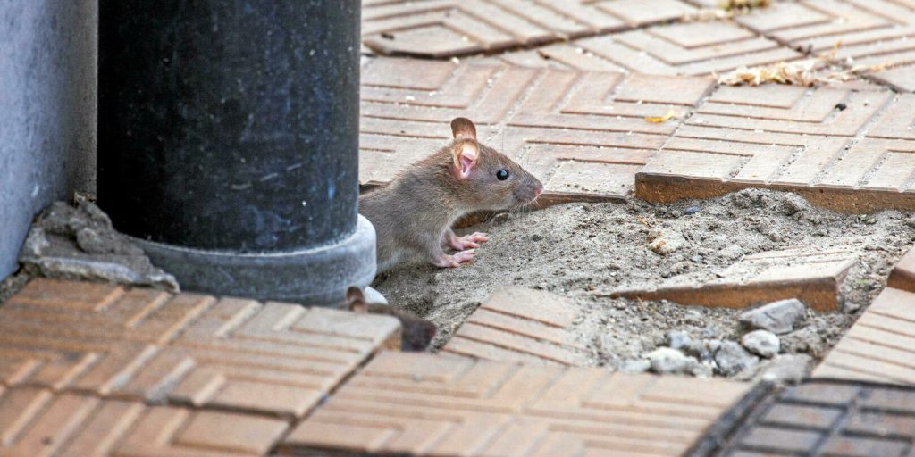 Le nombre de rats en augmentation dans les villes à cause du réchauffement climatique