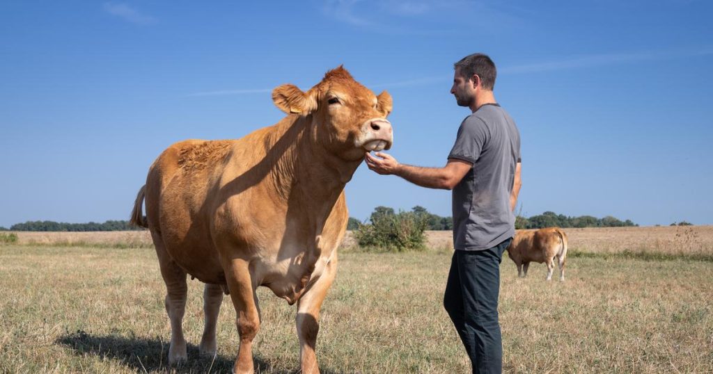 Limousine, habituée des concours… Qui est Oupette, égérie du Salon de l’agriculture 2025 ?