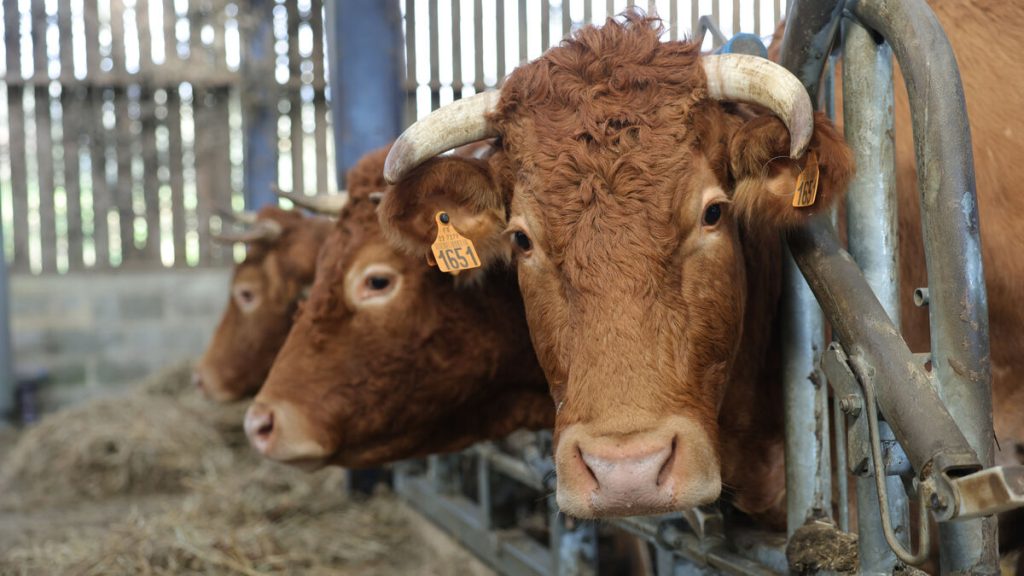 Loi agricole : origine des denrées, atteintes à l’environnement… Ce que contient le texte en passe d’être adopté