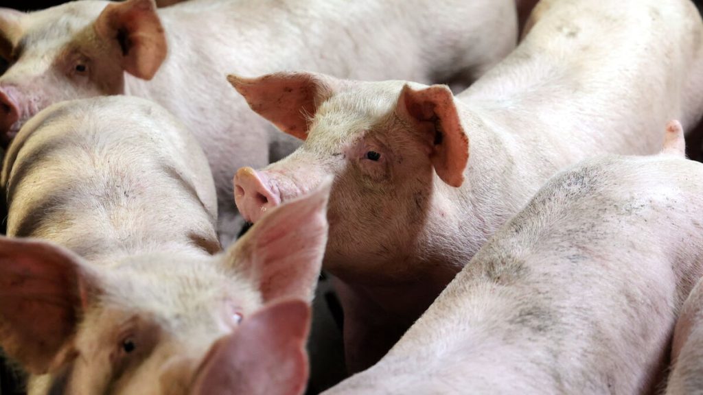Maltraitance animale : L214 porte plainte contre Lidl France et deux élevages porcins