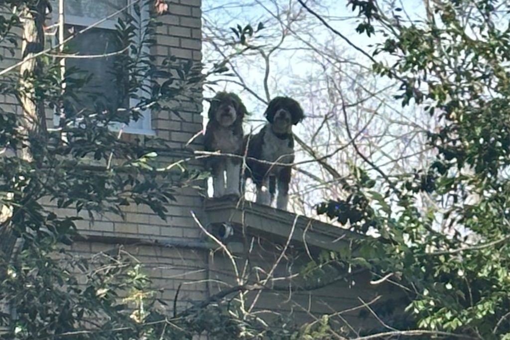 Dogs barking from roof