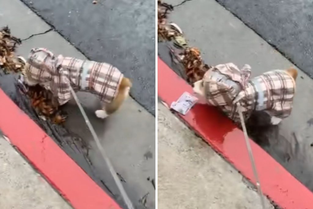 Corgi finds $50 bill