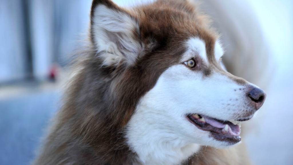 « Mes plus sincères excuses » : un influenceur chinois muselle un chien pour lui donner son bain et le tue