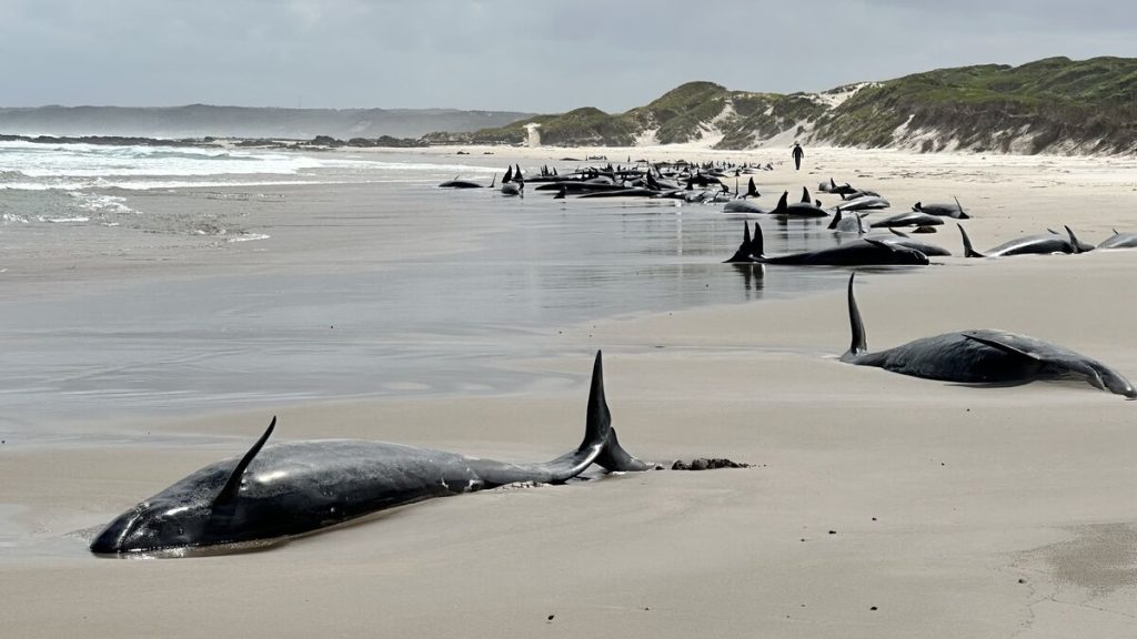 « Nous avons fait de notre mieux » : 90 dauphins pilotes échoués sur une plage en Tasmanie vont être euthanasiés