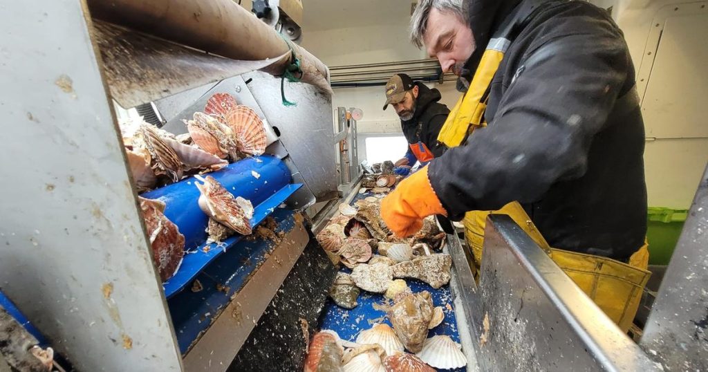 «On déborde de Saint-Jacques» : en baie de Seine, l’abondance record de coquilles fait le bonheur des pêcheurs