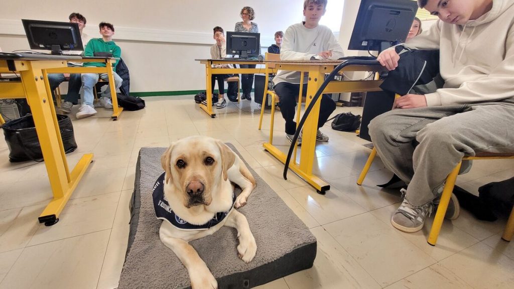 « On peut se confier à lui » : à Aurillac, le labrador du lycée fait revenir les élèves en classe